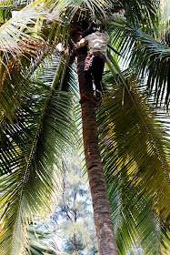 man climbing a coconut tree