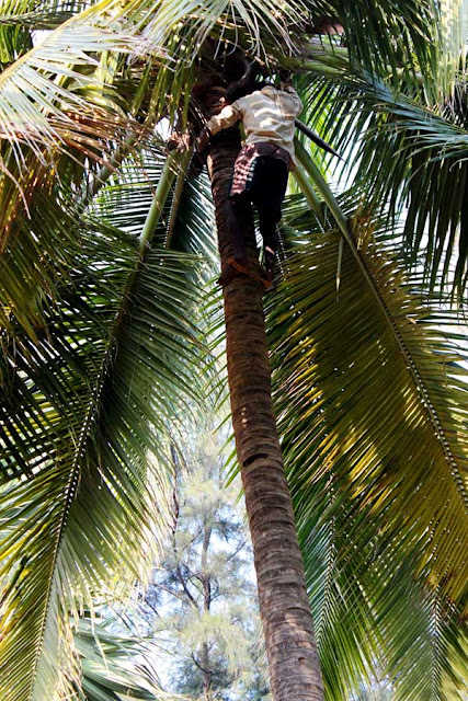 man climbing a coconut tree