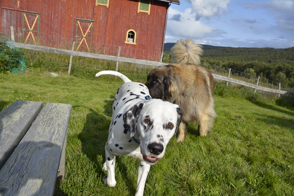 leonberger dalmantiner