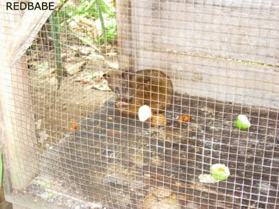 Coffee Luwak on Is The Little Fella That Shit Expensive Shits    Meet The  Luwak