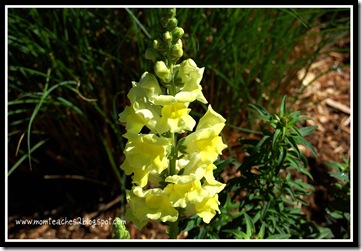 snapdragons