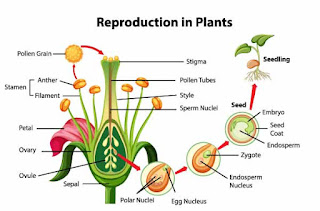 Reproduction in Plants Class 7