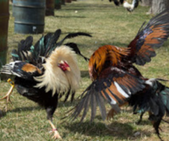 Begini Cara melatih tarung ayam aduan di luar negeri