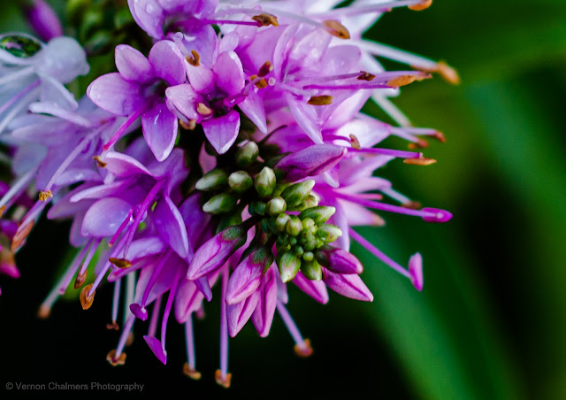 Small Flower with Canon EOS 70D / EF 50mm f/1.8 STM lens