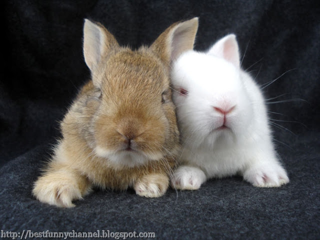 Two funny bunny.