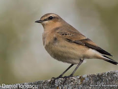 Burung Pipit Mampu Terbang Sejauh 29,000 Kilometer!