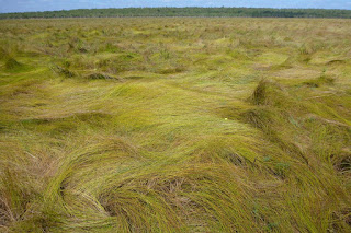 View across grassland toward paperbark woodlands on far side