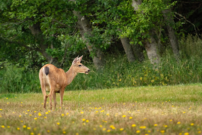 Columbian Black-tailed Deer, Salt Creek Campground