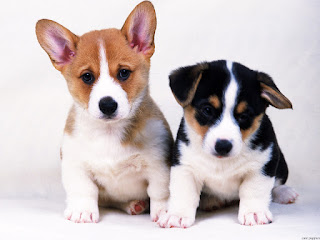 Two cute black and white, white and brown puppies