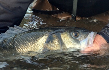 Bass fishing Ireland