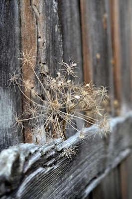 Eine vertrocknete Dolde eines Doldenblütlers steckt in einer Holzwand und sieht aus wie ein Sternspritzer aus Natur.