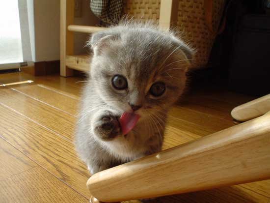 Cute Animals- Kittens