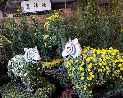 湯島天神 菊まつり