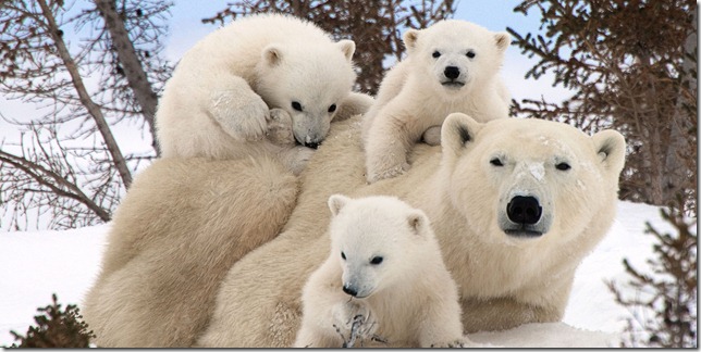 polar-bear-family