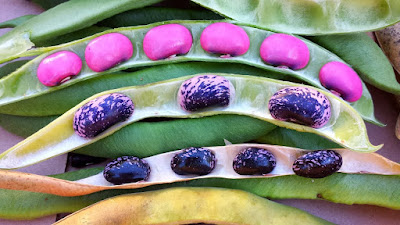 Runner Beans