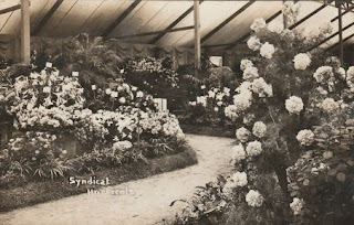 pays basque autrefois caradoc chrysantheme