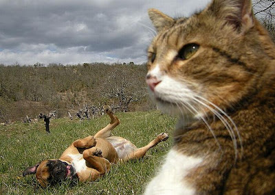 25 Pictures Of Cats And Dogs Photobombing Each Other