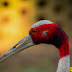 Sandhill Crane - Kolkata Zoo