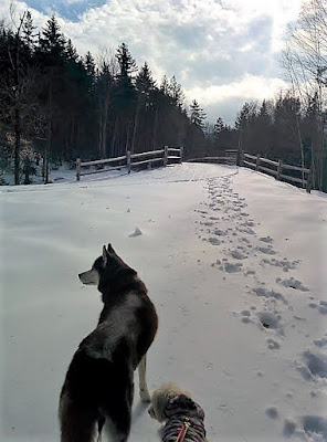 Enjoying the long, dog friendly walking trail in Waterville Valley, NH