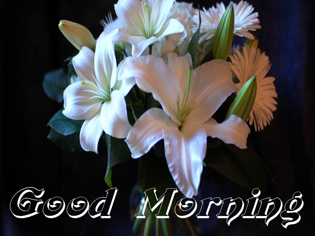 Beautiful White Flowers Images for Good Morning Festival 