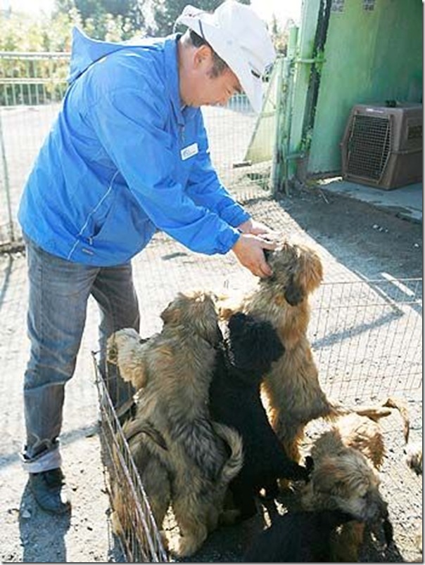 cães extintos na coreia recuperação (8)