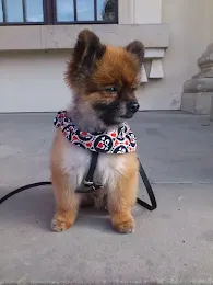 Pomeranian