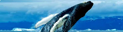 Humphback Whale