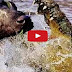 Crocodile vs wild caw