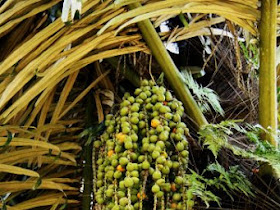 Arenga pinnata