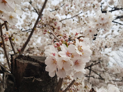 cherry blossom at anyangcheon stream