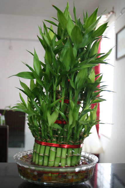 Bamboo Indoor Plants
