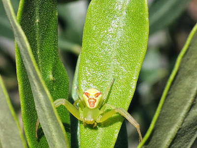 オリーブの木 害虫 312784-オリーブの木 害虫