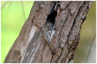 Pełzacz leśny (Certhia familiaris) czy pełzacz ogrodowy (Certhia brachydactyla)?