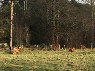 Highland coos sitting in a field.