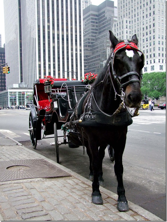 horse and carriage