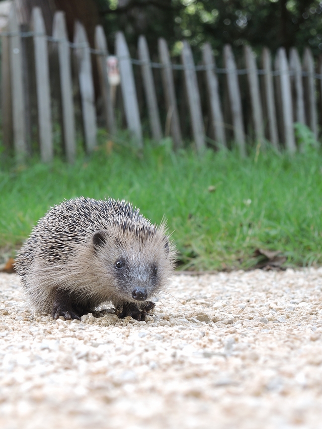 Metz: de botanische tuin - 2: de dieren