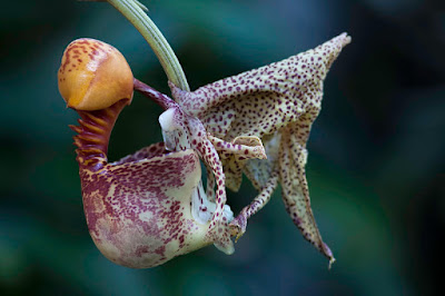 Coryanthes macrantha care and culture