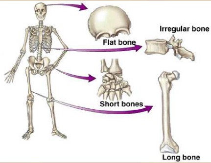 biologi macam jenis tulang  pada manusia