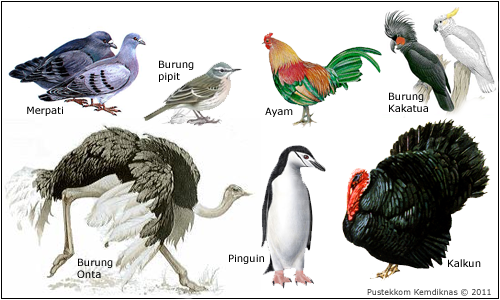 Biologi Kelas Aves  Ciri Ciri Biologi Kelas