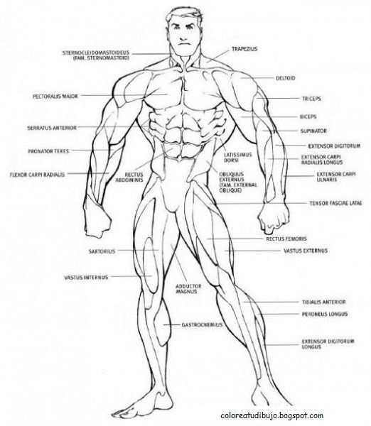 Dibujo de aparato muscular humano PARA COLOREAR Y PINTAR💪🏻