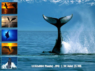 dolphins wallpaper. dolphins dolphins wallpapers. dolphins wallpaper. dolphins