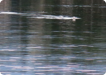 IMG_0112
