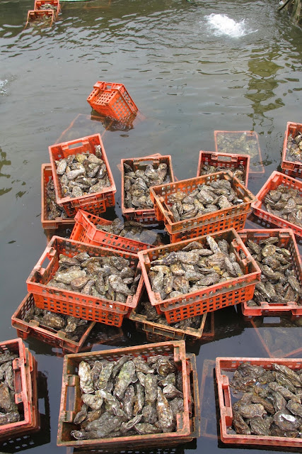 Yerseke: lekkers uit Nederlands water...