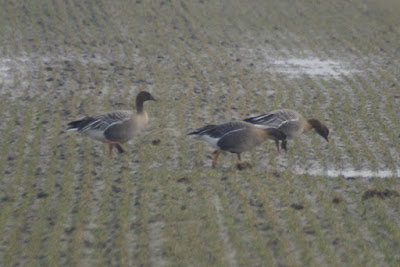 Kleine Rietgans - Blaupoatsje - Anser brachyrhynchus