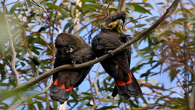 Glossy Black Cockatoo