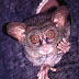 Tarsius