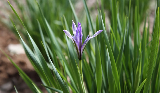 Iris Flowers Pictures