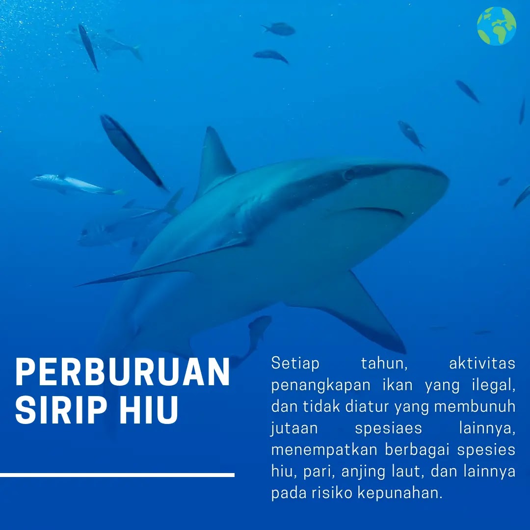 Seberapa Sering Sirip Hiu Digunakan?