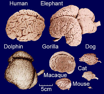 Brain Evolution4