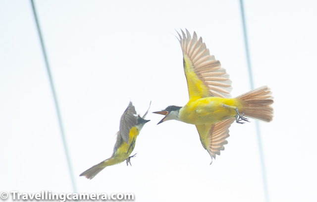 Continuing our encounter with the incredible birds of Costa Rica, in this third part of this series we are going to talk about some of the smaller birds we came across. These were smaller, but no less beautiful when compared with the Quetzals, Macaws, and Trogons. They are not as small as the hummingbirds, but are no less amazing. Hoffman's Woodpecker, Let's start first with the woodpeckers. Costa Rica has about 16 species of Woodpeckers, of which we saw three and were able to click just one. This also turned out to be the most common woodpecker to be spotted on Costa Rica - The Hoffman's Woodpecker. With its yellow nape and striped wings, this woodpecker is fairly easy to spot. We saw this woodpecker hard at work very close to our homestay in Monteverde. Rufous-Collared Sparrow, Sparrows, the next species we are going to talk about, are my personal favorite. In fact, back home in India, noisy and daring house sparrows are always welcome in my balcony. There are about 26 species of sparrows and finches in Costa Rica. We were fortunate to come across a few. The most remarkable was the Rufous-Collared Sparrow. This little bird has a white head with black stripes and a pronounced rufous stripe around the neck. Because of this striking coloration, these birds are easy to spot from a distance. Rufous-Collared Sparrow, These sparrows are found almost everywhere and aren't intimidated by human presence. It is as commonly sighted in suburban settings as in the urban ones, but is mostly missing from densely forested areas. They feed on seeds, fallen grain, insects, and spiders, and are friendly and versatile. Sooty Thrush, Coming to the thrushes, the Sooty Thrush was earlier known as the Sooty Robin. This bird has a brown body with a belly that is several shades lighter than the wings. It has orange beak, legs and a striking yellow or orange eye ring. With a length of about 25 cm, this is a medium-sized bird and is endemic to Costa Rica and Panama. It feeds on spiders and insects and also on small fruit. preferring to hop around in open areas, this bird is quite easy to spot in Costa Rica. Sooty Thrush, Sooty Thrush's relative, the Clay-Colored Thrush (locally known as yigüirro), is the national bird of Costa Rica. We did see this bird, but it was at a distance and we were not able to click it. The bird is slightly smaller than the Sooty Thrush and is unremarkable in appearance. This makes one wonder why a country which is as blessed as Costa Rica, when it comes gorgeous birds, would choose such a plain looking bird as its national symbol. Indeed, when it comes to prettiness, the clay-colored thrush looks plain when compared to the Resplendent Quetzal, Orange-bellied Trogon, or the Scarlet Macaw. What makes it special though is its beautiful song, which can be heard even in urban settings, at the start of the rainy season. Cape May Warbler, A Cape May Warbler was spotted foraging in the undergrowth near the crater of Irazu Volcano. This bird is a rare migrant in Costa Rica and if indeed I have identified the bird correctly then this is one of our most precious photographs from Costa Rica. If this is a Cape May Warbler then it is either a juvenile male or an adult female. The adult male has a striking green back, tiger-like stripes on the chest and a very prominent chestnut cheek patch. It feeds on caterpillars and is also known to sip nectar from flowers or even from hummingbird feeders. Blue-Gray Tanager, Speaking of Tanagers, we were lucky enough to spot three different varieties of these beautiful birds. The one that was easiest to spot was the blue-gray tanager, which we spotted on our way to Jaco beach and also in Monteverde. This bird is one of the prettiest we saw in Costa Rica. I especially loved its icy blue coloration. The bird is usually found in pairs or small flocks and feeds mainly on ripe fruit. However, it is also known to consume insects and nectar. Blue-Gray Tanager, These birds like to nest in semi-open areas and are usually not found in dense forests. They are known to live in parks, forest edges, on roadside trees, and along the rivers. This versatile bird is bold and does not hesitate in nesting close to human population. Spangle-Cheeked Tanager, A remarkable medium-sized bird, the spangle-cheeked tanager is a resident-breeder in Costa Rica. It is usually found in the highlands - at the edge of forests and in semi-open areas. It is usually found in pairs or even in mixed-family feeding flocks. It has dark head, throat, and upperparts. There is a blue-scaling on the breast and wings and tail has blue edging. Its belly is mostly rufous. It feeds on small fruit and also on insects and spiders. Both male and female are quite similar but the blue scaling in males is more pronounced that that in the females. Sooty-capped Bush Tanager, Another resident breeder in Costa Rica, the Sooty-Capped Bush Tanager has a gray head and yellow or olive upperparts and body. The belly is mostly white. Like the Blue-Gray Tanager and the Spangle-cheeked tanager, the sooty-capped bush tanager also likes to live in clearings close to the forests. They are found in mossy mountain forests and likes to feed on small fruit, insects, and spiders. They are often found in small groups or in mixed-species feeding flocks. Tropical Kingbird, The Tropical Kingbird is a kind of tyrant flycatcher that can often be found perched on tree tops and electric cables watching out for possible prey. Once it spots a tasty-looking insect, the kingbird executes stupendous acrobatics to catch the unsuspecting insect. The bird has gray head with a dark eye mask. Its wings and forked tail are brown. Fiercely territorial in nature, the Tropical Kingbird is known for valiantly defending its territory against much larger intruders, such as toucans. Blue-and-white Swallow, The Blue-and-White Swallow can often be seen perched on electric cables. Often seen in small groups, the bird survives mostly on a diet of insects that it catches mid-air. The birds can be seen flying at high speeds and taking sharp turns to catch insects. The bird is identifiable because of its dark blue upperparts, a white neck and belly, and a forked tail. This is one species that has benefited because of deforestation, as it has led to an increase in the suitable habitat. Orange-fronted Parakeet, We spotted orange-fronted parakeets in Monteverde town. This was a large flock with close to 50 birds. This is not surprising because these parakeets are known to stay in large flocks, some as large as 100 birds. These parakeets are easily recognizable because of its blue crown, blue wings and a blue tail tip. It has an orange forehead and a bright yellow ring around the eye. The bird feeds on seeds, flowers, and fruits. Though the bird is not yet endangered, its numbers have gone down because of illegal pet trade. Great Kiskadees having a discussion mid-air, Boisterous and fearless, the Great Kiskadee is a tyrant flycatcher and can easily be spotted in various parts of Costa Rica. We saw it near Irazu Volcano and also in Monteverde. This is a large flycatcher, but is easily confused with lookalikes such as the social flycatcher and the boat-billed flycatcher. It is distinguishable because of a hint of red in its wings. Great Kiskadee, The Great Kiskadee is so named because of its call, which goes "Kis-ka-dee", and is at times abbreviated to "Kis-ka". The birds are almost never silent, so if they are around, you are unlikely to miss them. Though the Great Kiskadee is a flycatcher, it feeds on a variety of food - insects, rodents, fruits. These birds are monogamous and territorial. White-naped Brush Finch, The last bird we will talk about in this post is the white-naped brush finch. The finch is identifiable by the yellow patch on its throat and a white line in the middle of its head. Its belly is gray or white and in some subspecies, it may also be yellow. It forages on the ground, in the undergrowth, and is often seen in small family groups. We will talk about a few more birds we came across in Costa Rica in the last post in this series. Stay tuned.